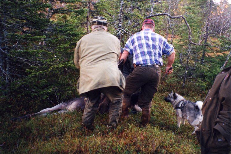 1998_Kalv v Elghytta lnr 29.jpg - Litt sjauerarbeid var nødvendig for å få kalven i posijon for utvomming